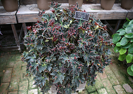 B. ‘Onikawara’